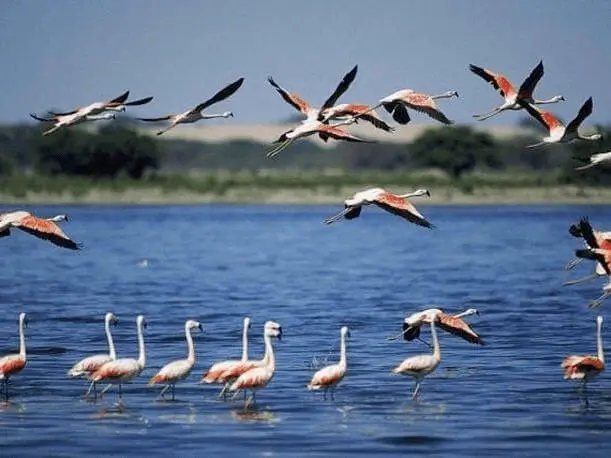 2D1N Tour from Lima airport to Paracas, Ica, Huacachina + Nazca Lines